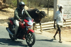 Links im Foto fährt ein Mensch Motorrad, rechts daneben läuft ein Mensch, der ein Rind an der Leine führt.