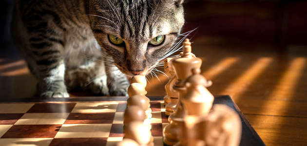 eine Katze schleicht um ein Schachbrett